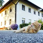 Affittacamere Fruehstueckspension Herzog Zu Laah Ansfelden