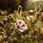 Fruehstueckspension Herzog Zu Laah