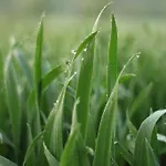 Fruehstueckspension Herzog Zu Laah Affittacamere Ansfelden