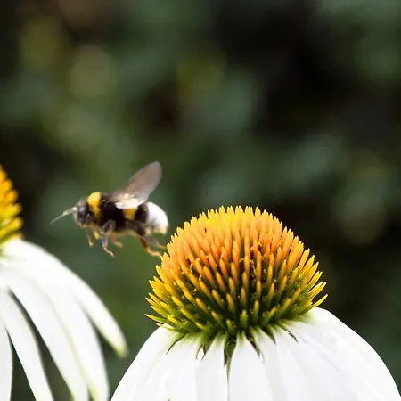 Fruehstueckspension Herzog Zu Laah