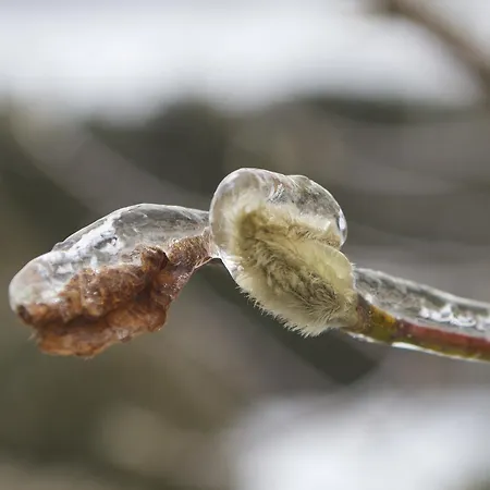Fruehstueckspension Herzog Zu Laah 4*