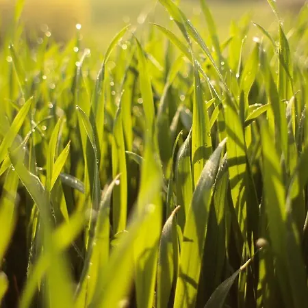 Fruehstueckspension Herzog Zu Laah Ansfelden