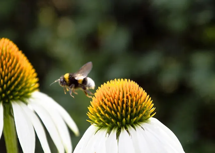 Fruehstueckspension Herzog Zu Laah