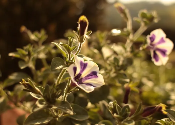 Bauernhofpension Herzog Zu Laah