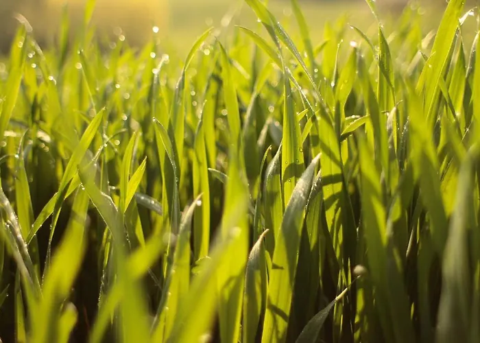 Fruehstueckspension Herzog Zu Laah Ansfelden