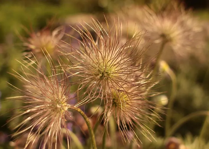 Fruehstueckspension Herzog Zu Laah Konukevi
