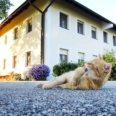 Konukevi Fruehstueckspension Herzog Zu Laah Ansfelden
