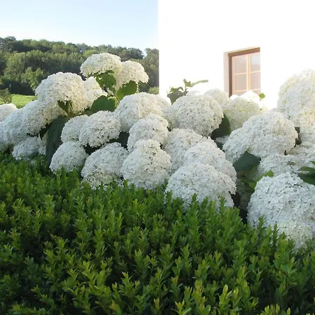 Konukevi Fruehstueckspension Herzog Zu Laah Ansfelden
