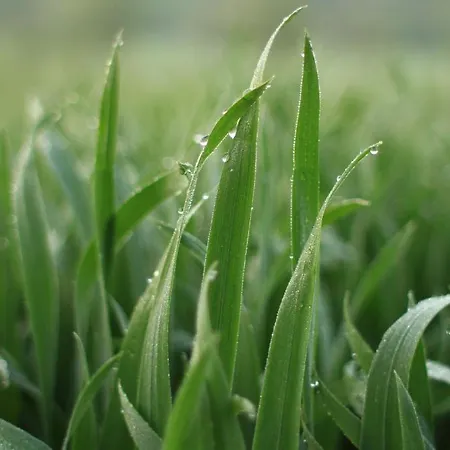 Fruehstueckspension Herzog Zu Laah Konukevi Ansfelden