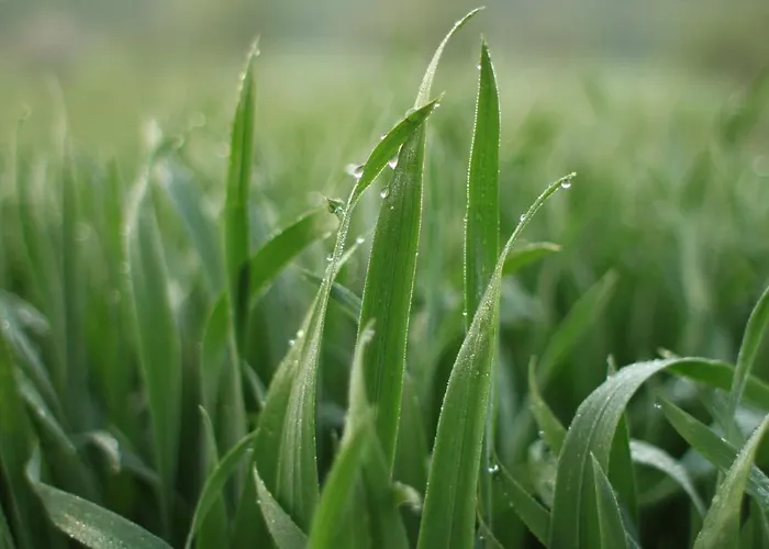 Fruehstueckspension Herzog Zu Laah Vendégház Ansfelden